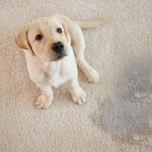 Animais de estimação